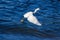 White egret flying with blue water background