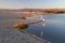 White egret flying over Santa Clara river jetty at Surfers Knoll in Ventura California USA