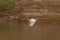 White Egret flying past tree growing on cliff on lake shore