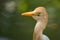 White egret with green background