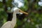 White egret with green background