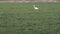 White Egret on a green field flying away