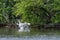 White Egret with head under water