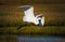 A white egret heads upward from a Jersey shore marshland