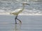 White egret heron beach bird.