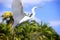 White Egret Heron Florida Snowy White