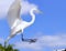 White Egret Heron Florida Snowy White