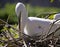 White Egret Heron Florida Snowy White