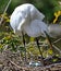 White Egret Heron Florida Snowy White