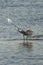 white egret is hunting, opening wings and taking off after catching one fish.