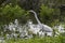 White Egret hunting prey along lake shore