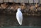 White egret on the lake shore in Xiamen