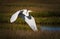 White egret lifts off from the marshland at Little Egg Harbor
