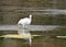 White Egret at Malibu Lagoon State Park