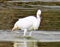 White Egret at Malibu Lagoon State Park