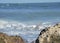 A White Egret marches along the rocks near the Boca Raton, Florida Inlet Hops Among the Beach Rocks