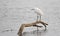 White Egret perched on branch in brackish water in nature preserve marsh in San Jose del Cabo in Baja California Mexico