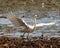 White Egret Photo and Image. Flying and displaying spread wings and beautiful white feather plumage in its environment and wetland
