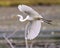 White Egret Photo and Image. Flying and displaying spread wings and beautiful white feather plumage in its environment and wetland