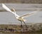 White Egret Photo and Image. Great White Egret flying with a fish in its beak, displaying spread wings and beautiful white feather