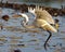 White Egret Photo and Image. Great White Egret flying over water and displaying spread wings and beautiful white feather plumage