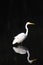 White egret with reflection on black background