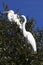 White Egret Resting in the Trees at Choke Canyon State Park, Texas