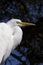 White Egret Resting in the Trees at Choke Canyon State Park, Texas