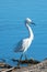 White Egret in the Santa Clara river estuary in Ventura California USA