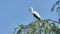 White egret sits on the top of willow tree with blue sky background and swallow a big fish, Great egret landing on top of tree