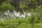 White Egret stalking prey along lake shore