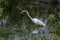 White Egret stalking prey among weeds