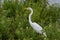 White Egret standing in green Common Button Bushes