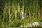 White Egret Standing Among Green Reeds Wetlands