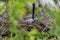 White Egret standing over a clutch of blue eggs in its nest