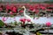 White egret standing on the pink lotus blossom pink