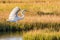 A white egret sticks a landing in the morning light in a New Jersey marsh