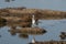 white egret strolls through the swamp in the ornithological reserve near Bordeaux named Reserve Ornitologique du Teich