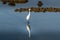 white egret strolls through the swamp in the ornithological reserve near Bordeaux named Reserve Ornitologique du Teich