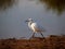 White Egret at Sunset