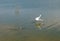 White egret taking off in the Santa Clara river jetty at Surfers Knoll in Ventura California United States