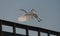 White Egret taking off wooden pier near St. Pete Beach