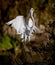 White egret with toes pointed