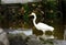 A white egret wading in a tidal pool beside a dock.