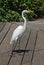 White Egret waiting for snacks