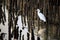 White Egret walk hunting Fishing