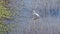 White Egret Among Wetlands Reeds Stalking Food