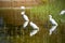 White Egrets