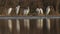 White Egrets Egretta alba rest on the edge of a swampy lake in the sunshine.