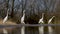 White Egrets Egretta alba Waiting in the sunshine.